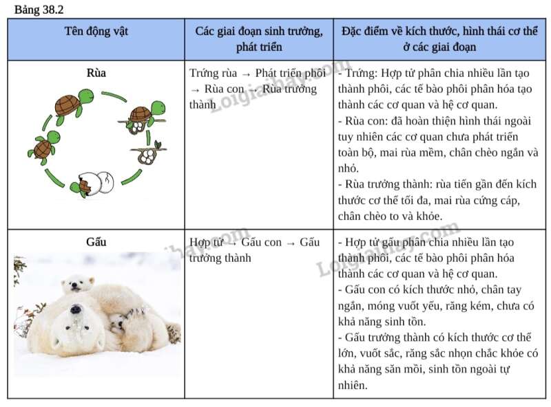 Khoa học tự nhiên 7 Bài 38: Thực hành: quan sát, mô tả sự sinh trưởng và phát triển ở một số loài sinh vật | KHTN 7 Kết nối tri thức (ảnh 4)