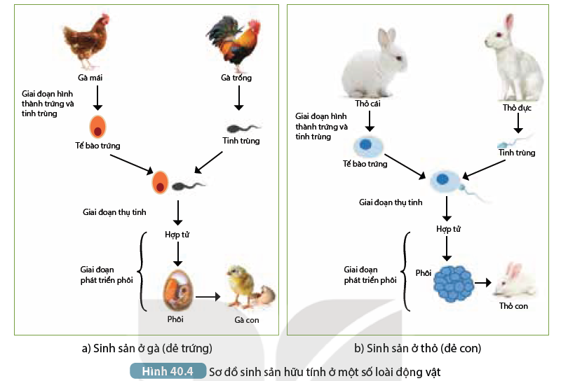 Khoa học tự nhiên 7 Bài 40: Sinh sản hữu tính ở sinh vật | KHTN 7 Kết nối tri thức (ảnh 4)