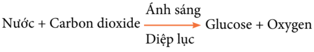 Khoa học tự nhiên 7 Bài 23: Quang hợp ở thực vật | KHTN 7 Chân trời sáng tạo (ảnh 4)