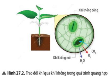 Khoa học tự nhiên 7 Bài 18: Nam châm | KHTN 7 Chân trời sáng tạo (ảnh 4)