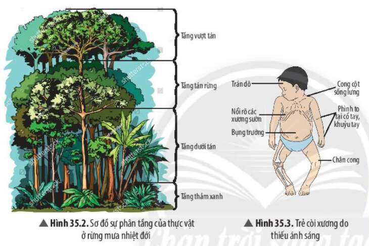 Khoa học tự nhiên 7 Bài 35: Các nhân tố ảnh hưởng đến sinh trưởng và phát triển ở sinh vật | KHTN 7 Chân trời sáng tạo (ảnh 3)