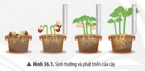 Khoa học tự nhiên 7 Bài 36: Thực hành chứng minh sinh trưởng và phát triển ở thực vật, động vật | KHTN 7 Chân trời sáng tạo (ảnh 4)