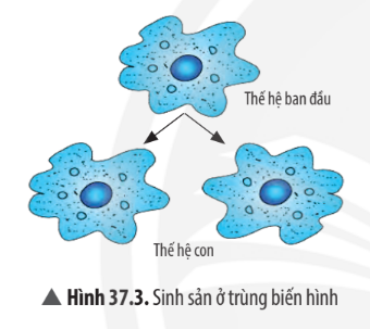 Khoa học tự nhiên 7 Bài 37: Sinh sản ở sinh vật | KHTN 7 Chân trời sáng tạo (ảnh 5)