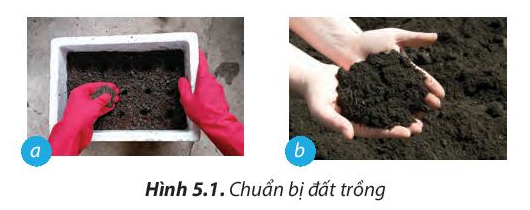 Công nghệ 7 Bài 5: Trồng và chăm sóc cây cải xanh | Chân trời sáng tạo (ảnh 1)