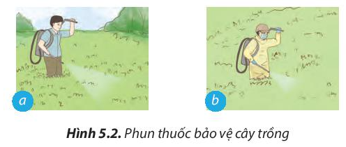 Công nghệ 7 Bài 5: Trồng và chăm sóc cây cải xanh | Chân trời sáng tạo (ảnh 2)