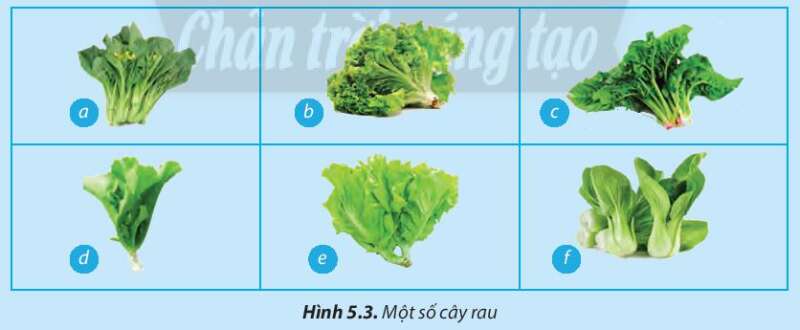 Công nghệ 7 Bài 5: Trồng và chăm sóc cây cải xanh | Chân trời sáng tạo (ảnh 3)