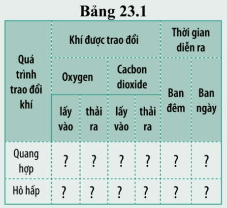 Khoa học tự nhiên 7 Bài 23: Trao đổi khí ở sinh vật | KHTN 7 Cánh diều (ảnh 6)