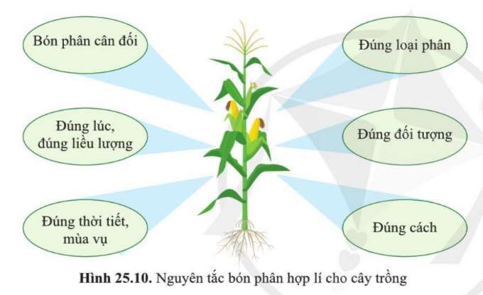 Khoa học tự nhiên 7 Bài 25: Trao đổi nước và các chất dinh dưỡng thực vật | KHTN 7 Cánh diều (ảnh 5)