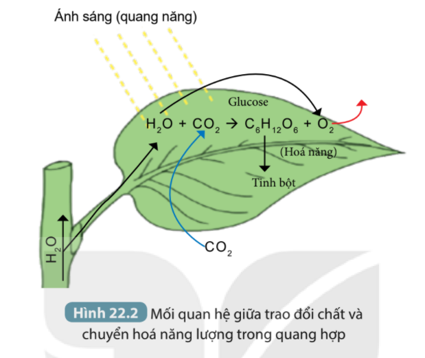 Khoa học tự nhiên 7 Bài 22: Quang hợp ở thực vật | KHTN 7 Kết nối tri thức (ảnh 5)