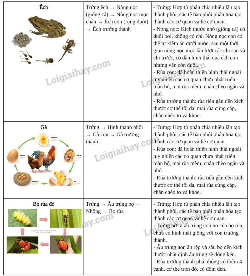 Khoa học tự nhiên 7 Bài 38: Thực hành: quan sát, mô tả sự sinh trưởng và phát triển ở một số loài sinh vật | KHTN 7 Kết nối tri thức (ảnh 5)