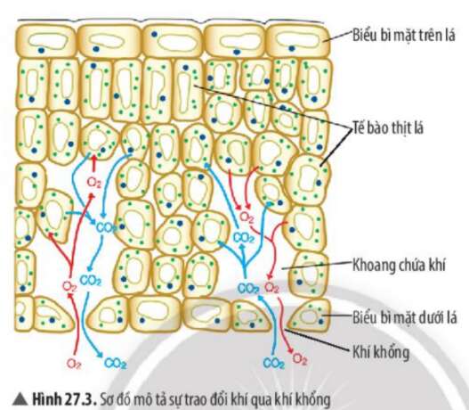 Khoa học tự nhiên 7 Bài 18: Nam châm | KHTN 7 Chân trời sáng tạo (ảnh 5)