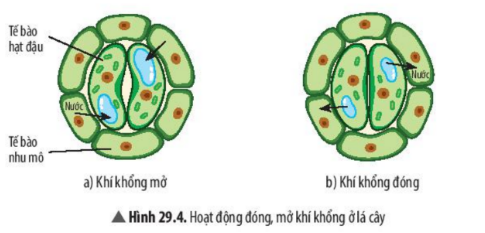 Khoa học tự nhiên 7 Bài 29: Trao đổi nước và các dinh dưỡng ở thực vật | KHTN 7 Chân trời sáng tạo (ảnh 6)