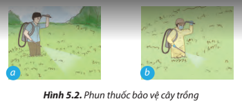 Lý thuyết Công Nghệ 7 Bài 5: Trồng và chăm sóc cây cải xanh - Chân trời sáng tạo (ảnh 1)