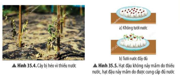 Khoa học tự nhiên 7 Bài 35: Các nhân tố ảnh hưởng đến sinh trưởng và phát triển ở sinh vật | KHTN 7 Chân trời sáng tạo (ảnh 5)