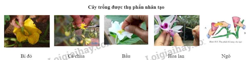 Khoa học tự nhiên 7 Bài 38: Các yếu tố ảnh hưởng đến sinh sản và điều hoà, điều khiển sinh sản ở sinh vật | KHTN 7 Chân trời sáng tạo (ảnh 5)