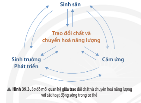 Khoa học tự nhiên 7 Bài 39: Chứng minh cơ thể sinh vật là một thể thống nhất | KHTN 7 Chân trời sáng tạo (ảnh 6)