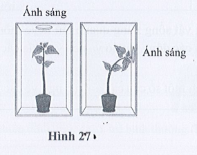 TOP 30 đề thi Học kì 1 Khoa học tự nhiên lớp 7 Kết nối tri thức (4 đề có đáp án + ma trận) (ảnh 1)