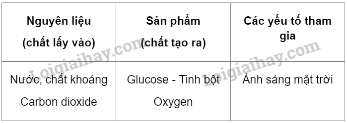 Khoa học tự nhiên 7 Bài 18: Quang hợp ở thực vật | KHTN 7 Cánh diều (ảnh 6)