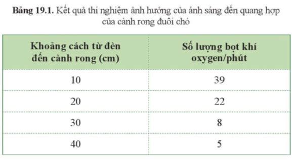 Khoa học tự nhiên 7 Bài 19: Các yếu tố ảnh hưởng đến quang hợp | KHTN 7 Cánh diều (ảnh 7)