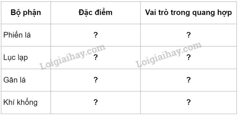 Khoa học tự nhiên 7 Bài 22: Quang hợp ở thực vật | KHTN 7 Kết nối tri thức (ảnh 6)