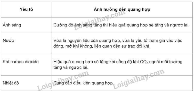 Khoa học tự nhiên 7 Bài 23: Một số yếu tố ảnh hưởng đến quang hợp | KHTN 7 Kết nối tri thức (ảnh 7)