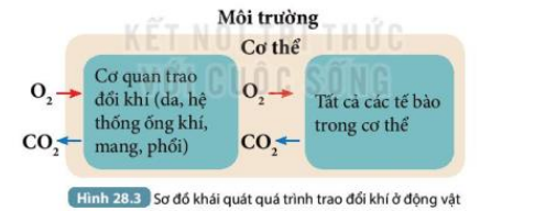 Khoa học tự nhiên 7 Bài 28: Trao đổi khí ở sinh vật | KHTN 7 Kết nối tri thức (ảnh 8)