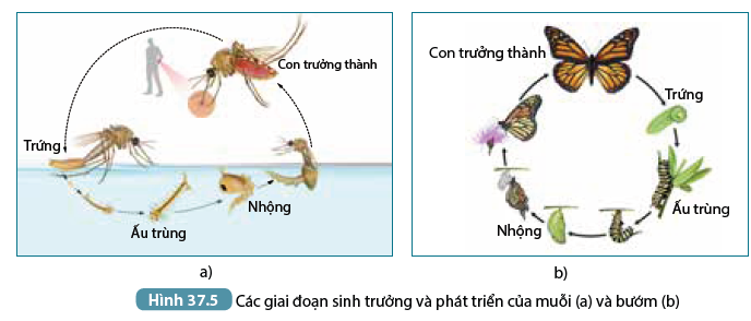 Khoa học tự nhiên 7 Bài 37: Ứng dụng sinh trưởng và phát triển ở sinh vật vào thực tiễn | KHTN 7 Kết nối tri thức (ảnh 6)