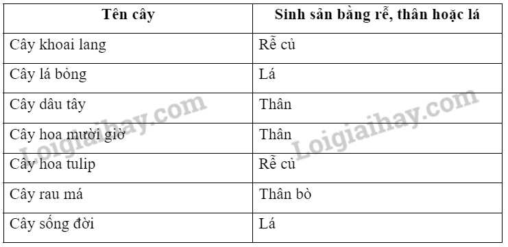 Khoa học tự nhiên 7 Bài 39: Sinh sản vô tính ở sinh vật | KHTN 7 Kết nối tri thức (ảnh 6)