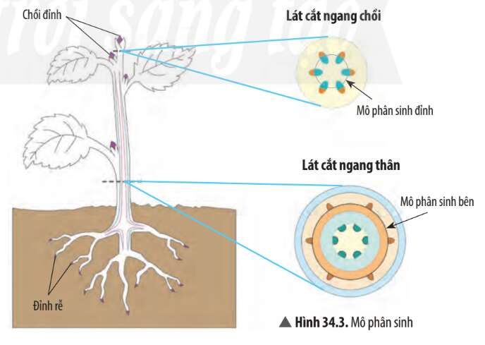 Khoa học tự nhiên 7 Bài 34: Sinh trưởng và phát triển ở sinh vật | KHTN 7 Chân trời sáng tạo (ảnh 6)