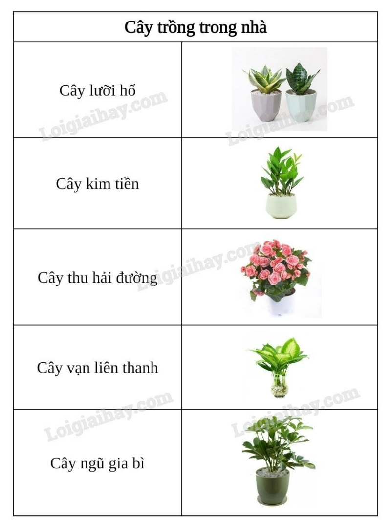 Khoa học tự nhiên 7 Bài 19: Các yếu tố ảnh hưởng đến quang hợp | KHTN 7 Cánh diều (ảnh 8)