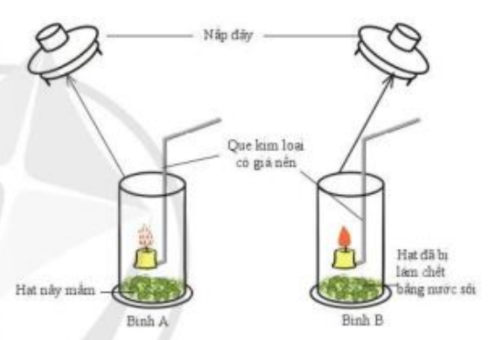 Khoa học tự nhiên 7 Bài 21: Hô hấp tế bào | KHTN 7 Cánh diều (ảnh 8)