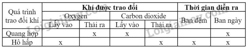 Khoa học tự nhiên 7 Bài 23: Trao đổi khí ở sinh vật | KHTN 7 Cánh diều (ảnh 8)