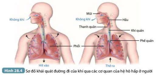 Khoa học tự nhiên 7 Bài 28: Trao đổi khí ở sinh vật | KHTN 7 Kết nối tri thức (ảnh 9)