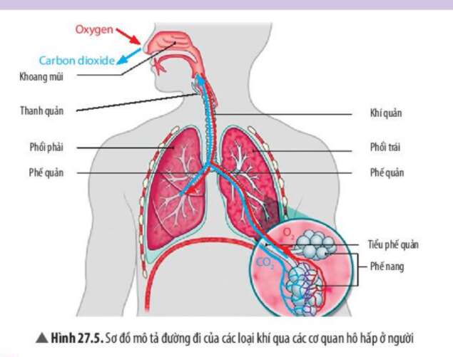 Khoa học tự nhiên 7 Bài 18: Nam châm | KHTN 7 Chân trời sáng tạo (ảnh 7)