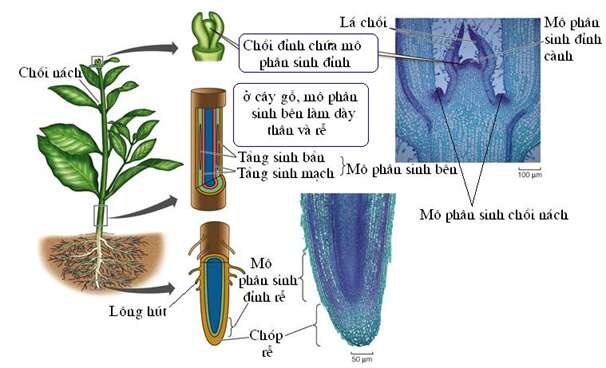 Khoa học tự nhiên 7 Bài 34: Sinh trưởng và phát triển ở sinh vật | KHTN 7 Chân trời sáng tạo (ảnh 7)