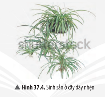 Khoa học tự nhiên 7 Bài 37: Sinh sản ở sinh vật | KHTN 7 Chân trời sáng tạo (ảnh 8)