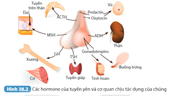  (ảnh 1)