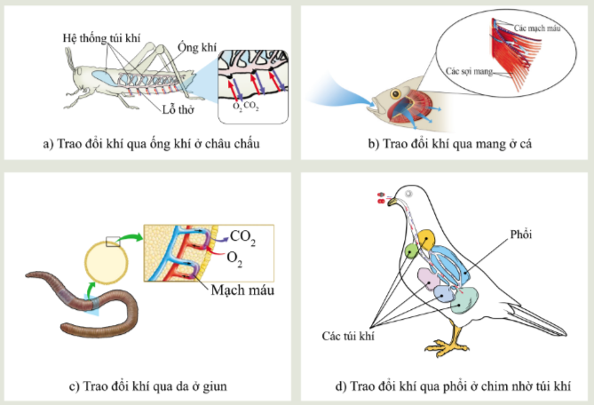 Khoa học tự nhiên 7 Bài 23: Trao đổi khí ở sinh vật | KHTN 7 Cánh diều (ảnh 9)