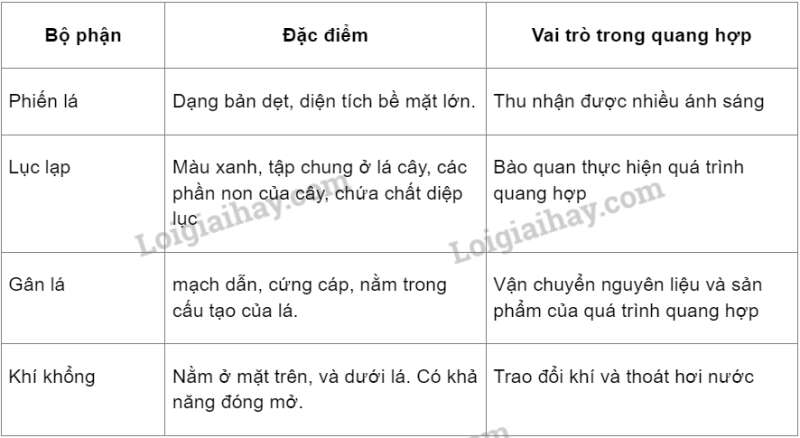 Khoa học tự nhiên 7 Bài 22: Quang hợp ở thực vật | KHTN 7 Kết nối tri thức (ảnh 8)