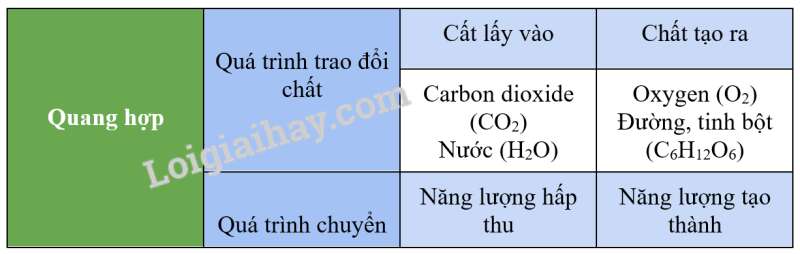 Khoa học tự nhiên 7 Bài 23: Quang hợp ở thực vật | KHTN 7 Chân trời sáng tạo (ảnh 8)