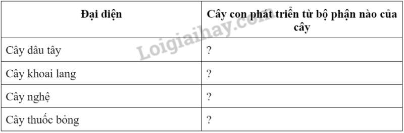 Khoa học tự nhiên 7 Bài 37: Sinh sản ở sinh vật | KHTN 7 Chân trời sáng tạo (ảnh 9)