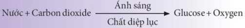 SBT Khoa học tự nhiên 7 Bài 23: Quang hợp ở thực vật - Chân trời sáng tạo (ảnh 1)