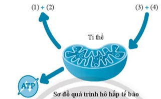 SBT Khoa học tự nhiên 7 Bài 25: Hô hấp tế bào - Chân trời sáng tạo (ảnh 1)