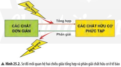 SBT Khoa học tự nhiên 7 Bài 25: Hô hấp tế bào - Chân trời sáng tạo (ảnh 1)