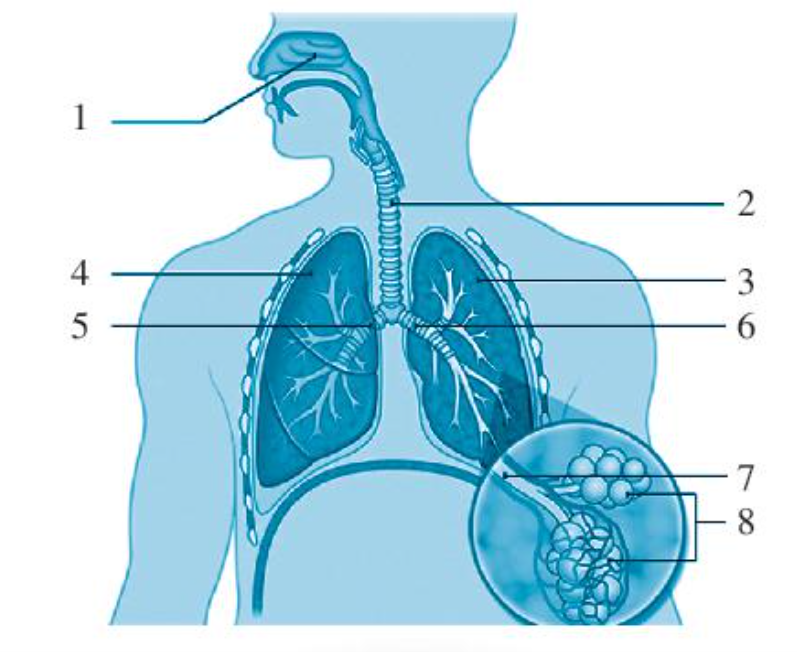 SBT Khoa học tự nhiên 7 Bài 27: Trao đổi khí ở sinh vật - Chân trời sáng tạo (ảnh 1)