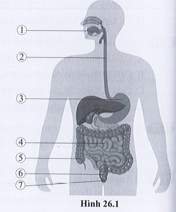 SBT Khoa học tự nhiên 7 Bài 26: Trao đổi nước và các chất dinh dưỡng ở động vật - Cánh diều (ảnh 1)