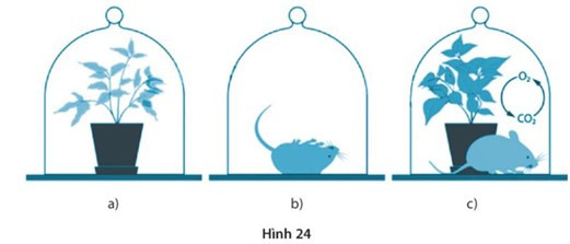 SBT Khoa học tự nhiên 7 Bài 24: Thực hành: Chứng minh quang hợp ở cây xanh - Kết nối tri thức (ảnh 1)