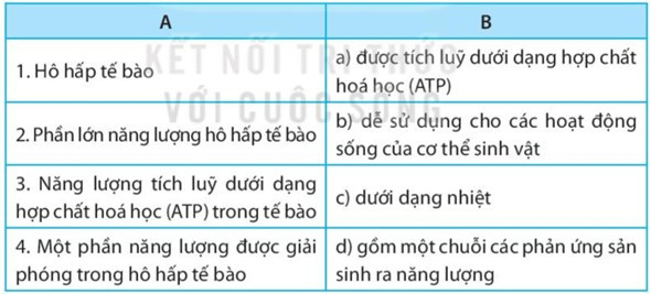 SBT Khoa học tự nhiên 7 Bài 25: Hô hấp tế bào - Kết nối tri thức (ảnh 1)