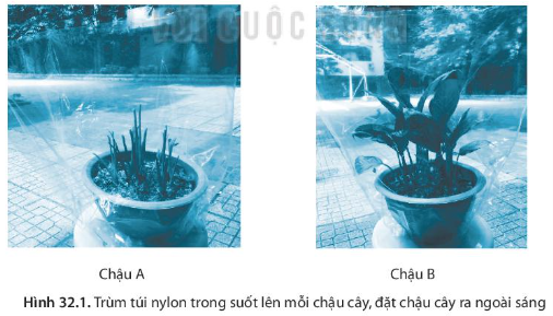 SBT Khoa học tự nhiên 7 Bài 32: Thực hành: Chứng minh thân vận chuyển nước và lá thoát hơi nước - Kết nối tri thức (ảnh 1)