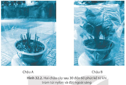 SBT Khoa học tự nhiên 7 Bài 32: Thực hành: Chứng minh thân vận chuyển nước và lá thoát hơi nước - Kết nối tri thức (ảnh 1)